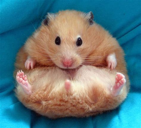 A 30 Cute And Adorable Hamster Photography Collection Naldz Graphics