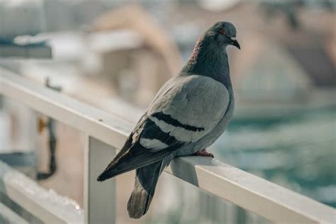 In virtù della diffusione dei droni, accessibili senza l'ottenimento di una licenza, si sono fatti più frequenti i casi di impiego di droni civili a fini di spionaggio industriale o, comunque, per le riprese video o fotografiche di siti chiusi al pubblico. Come allontanare i piccioni - Non sprecare
