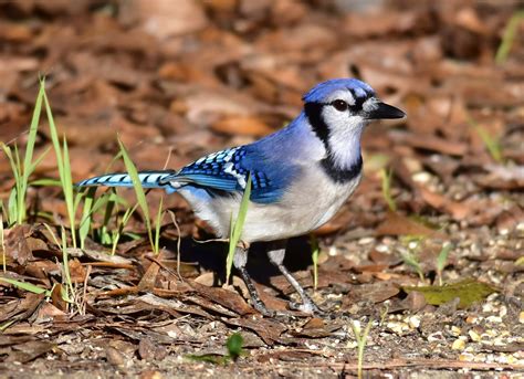 Blue Jay Alabama Birding Trails