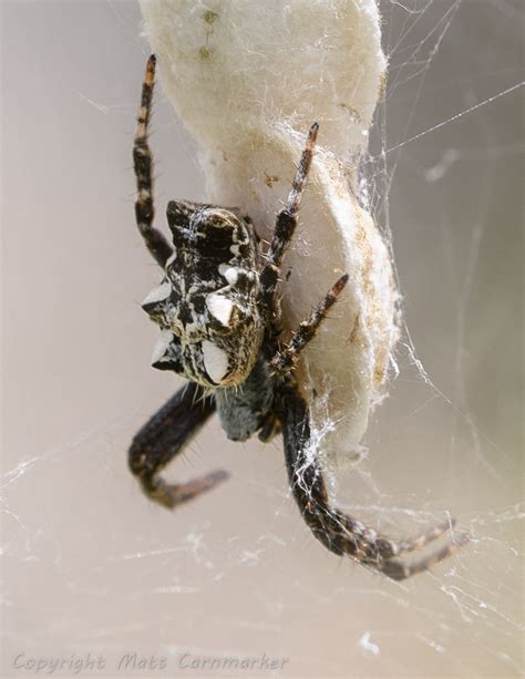 Tent Web Spider Female Sitting On One Of Her Egg Sacks Jarfr Flickr