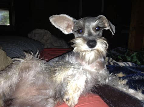 We did not find results for: Salt and pepper schnauzer | Schnauzers! | Pinterest