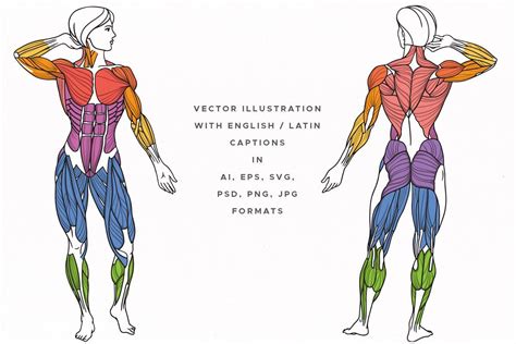 Human Body Muscles Names Learn Muscle Names And How To Memorize Them Muscular Major