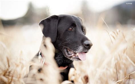 A collection of the top 70 black wallpapers and backgrounds available for download for free. Black Labrador Wallpapers - Wallpaper Cave