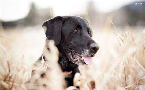 Download black wallpapers hd, beautiful and cool high quality background images collection for your device. Black Labrador Wallpapers - Wallpaper Cave