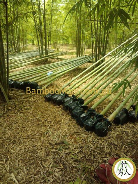Smart Bamboo Plants Bamboo Whitsunday