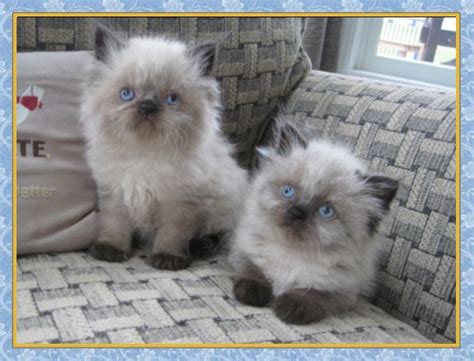 She enjoys sitting on a lap or being petted by those who are discerning enough to recognize her superior qualities, and playing house with kind children who will gently comb her hair, wheel her around in a baby buggy or let her. Himalayan kittens for sale