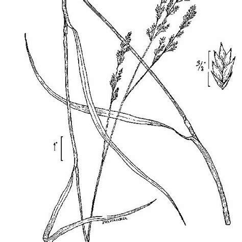 Fawn Tall Fescue Festuca Arundinacea Great Basin Seeds