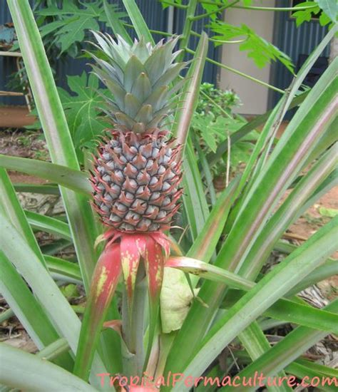 Pineapple Growing Propagation Planting And Care