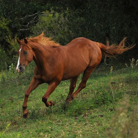 Quarter Horse Galloping Stock By Naturalhorses On Deviantart