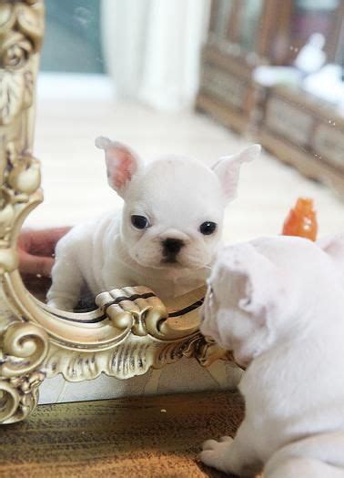 There are two weight classes of french bulldog: Micro Teacup French Bulldog Full Grown Rgmkl | Cute ...