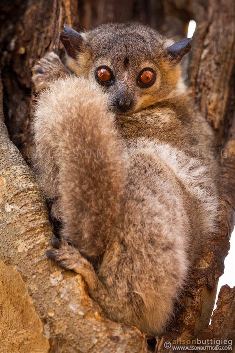 Suspicious Lemur Alison Buttigieg Wildlife Photography