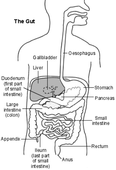 The lower the number, the less the cancer has spread. Average Life Expectancy Stage 4 Stomach Cancer