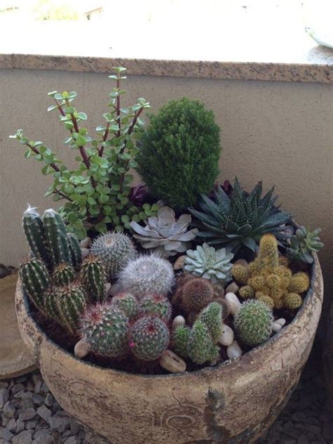 35 Unordinary Small Cactus Ideas You Must Have Mini Cactus Garden