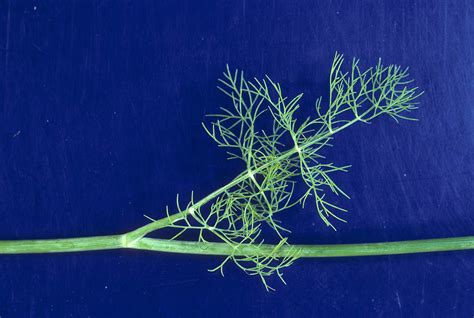 Anethum Graveolens Apiaceae