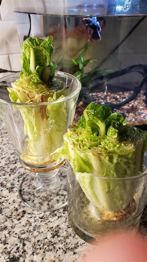 Dont Throw Out Your Scraps Currently Regrowing Romaine Lettuce R