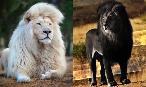 Do You Know The Worlds Most Unique Lions Here Are The Photos And The