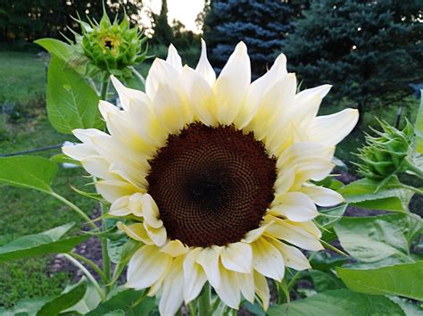 We did not find results for: White Sunflower | White sunflowers, Flower seeds online ...