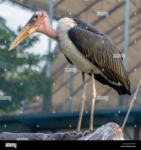 Adjutant Stork Hi Res Stock Photography And Images Alamy
