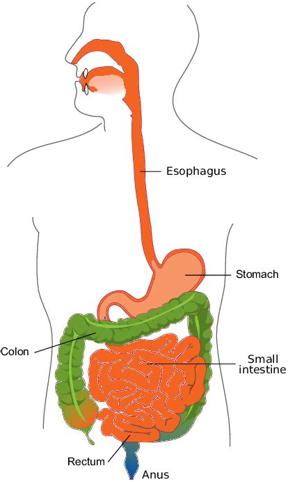 Gi Tract Anatomy Diagram