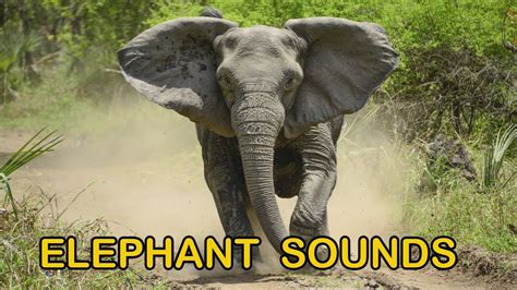 Elephant Sounds Effects Youtube