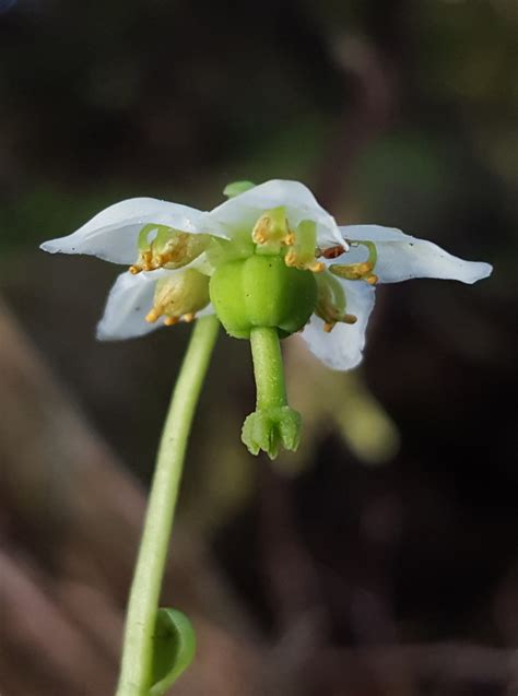 One Flowered Wintergreen Plants Wild Latitudes Alaska Tour