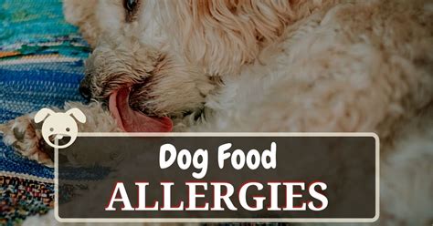 It's important to watch for symptoms that your dog's new food isn't. Dog Food Allergies: Symptoms, Causes & Treatment - Dog ...
