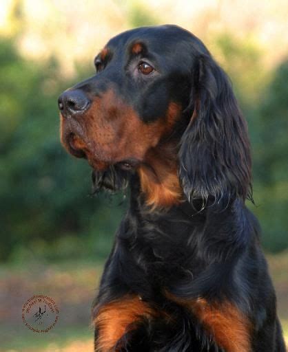 Our coordinator, bonnie foster, is a member of the gordon setter club of america (gsca) and the irish setter club of america (isca). Mousematuk/Dogs/Gordon Setter/Gordon Setter 9Y109D-021 ...