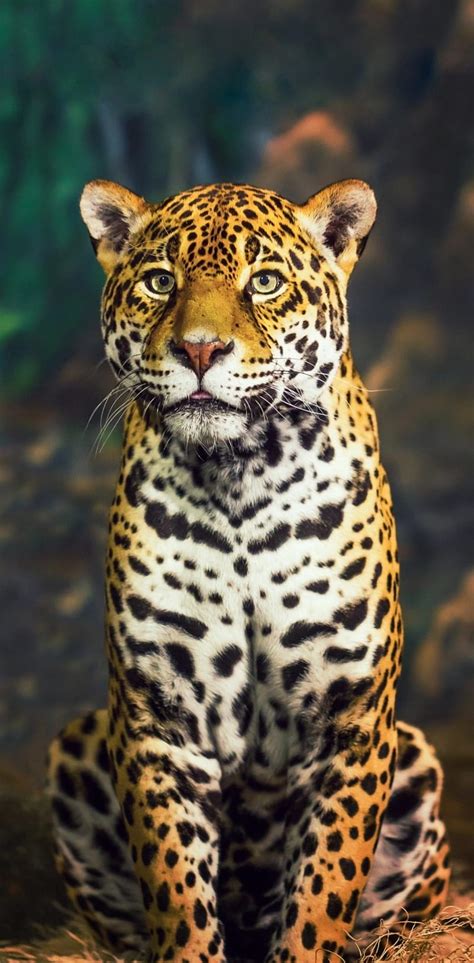 Jaguar Iphone Wallpaper