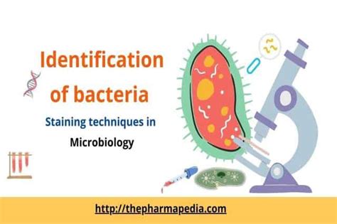 Identification Of Bacteria Using Staining Techniques The Pharmapedia