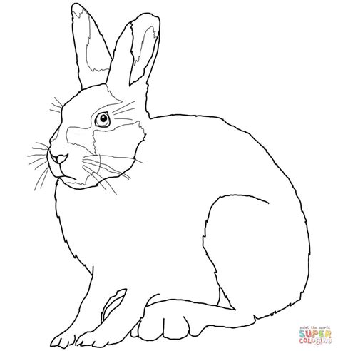 Arctic Hare coloring page | Free Printable Coloring Pages