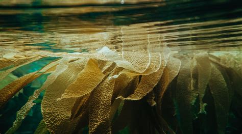Why Is Kelp Important To The Ocean The Benefits Of Kelp Forests Bec