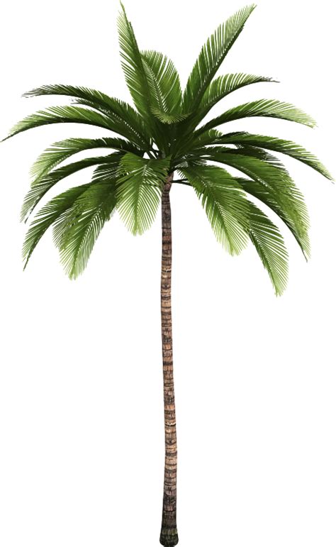 Maybe you would like to learn more about one of these? Palm trees Clip art Coconut Trunk - simple low poly lion ...