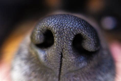 Dog The Nose Snout Free Photo On Pixabay Pixabay