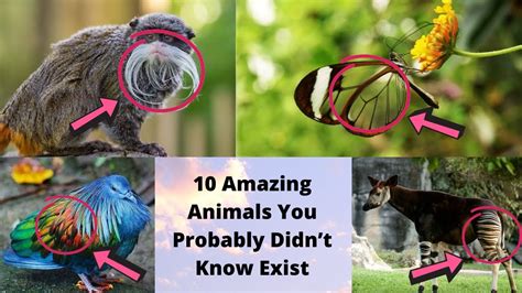 10 Amazing Animals You Probably Didnt Know Exist Youtube