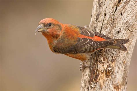 We try to show only birds in their natural surroundings. Red Crossbill "Loxia curvirostra" | Boreal Songbird Initiative