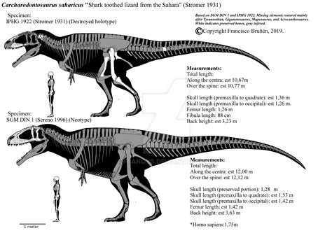 Carcharodontosaurus Saharicus Skeletals Mklll By Franoys On Deviantart