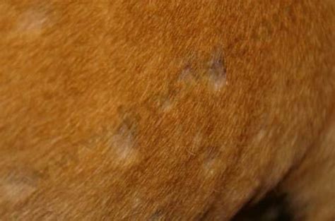 Votre chien présente une boule sous la peau ? Mon Chien A Une Boule Sous La Peau - Chien Nouvelles
