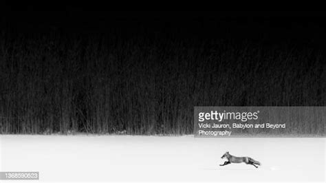 Red Fox In Snow Photos And Premium High Res Pictures Getty Images