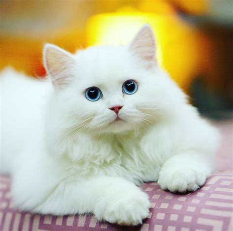 What A Beautiful White Kitty With Such Beautiful Blue Eyes Cats