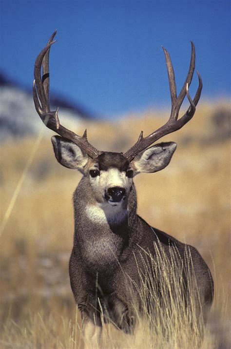 Mule Deer Buck Photograph By Michael S Quinton