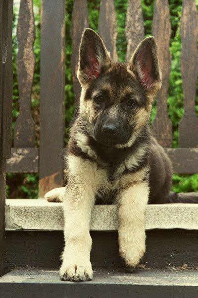 Alsatian Puppy German Shepherds Gorgeous Adorable Dog Animals And Pets