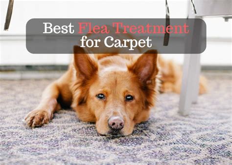 Best Flea Treatment For Carpet