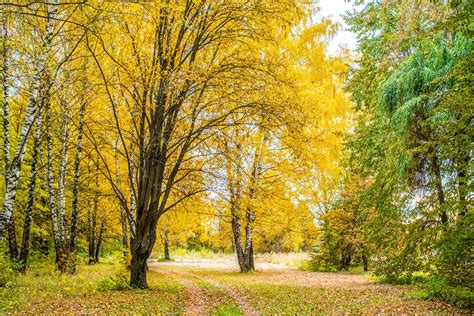 Autumn Forest Beautiful Background Park Bright Leaves Road In The