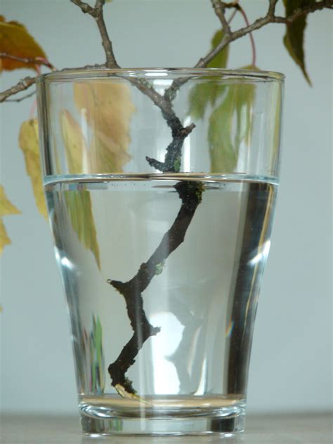 Free Images Water Branch Wet Refraction Vase Drink Still Life Material Glass Bottle