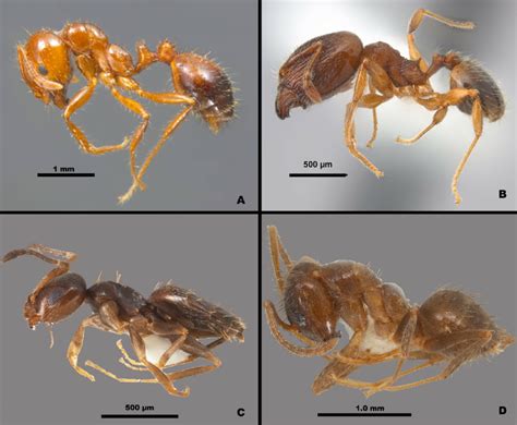 Noteworthy Exotic Ant Species Collected During This Survey Of The Big