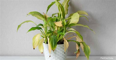 They really don't like their feet wet! 11 Reasons Why Peace Lily Leaves May Turn Yellow