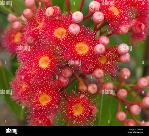 Bright Vibrant Red Flowers Of Australian Gum Tree Native To Australia
