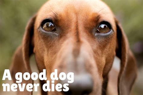 20 Inspirational And Touching Dog Loss Quotes