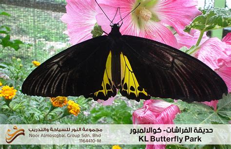 Step into one of the largest butterfly best price guarantee. حديقة الفراشات في كوالالمبور KL Butterfly Park