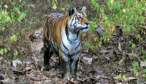 Indias Endangered Tiger Population Tops 3600